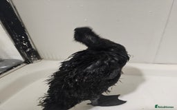 Ducks poultry for sale: Indian runners free to good home - Image 3