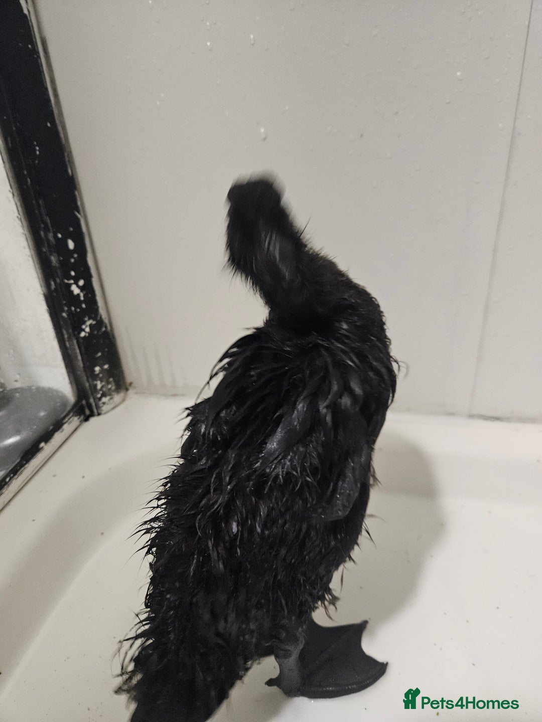 Ducks poultry for sale: Indian runners free to good home - Image 3