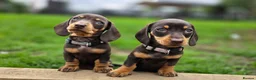 Miniature Dachshund dogs for sale: 2 Gorgeous Miniature dachshund females  - Advert 3