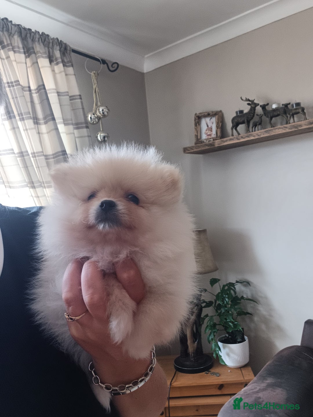 Pomeranian dogs for sale: Beautiful russian teddy pomeranians - Image 2