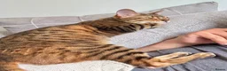 Bengal cats for sale: Sweet Bengal looking for her quiet & loving home - Advert 6