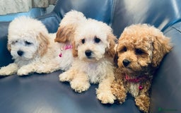 Maltipoo dogs for sale: Stuning Maltipoo Puppies Ready To Go - Image 1