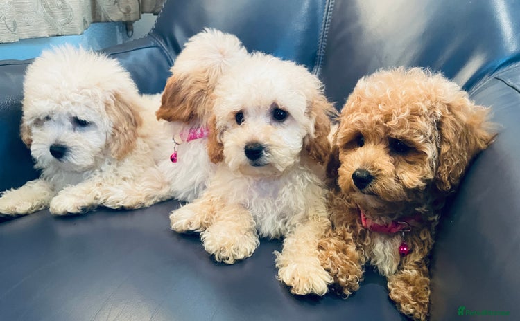 Maltipoo dogs - Advert 9