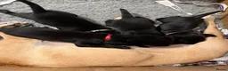 Labrador Retriever dogs for sale: Two Black KC Reg Labrador bitches from litter  in Yelverton - Advert 26