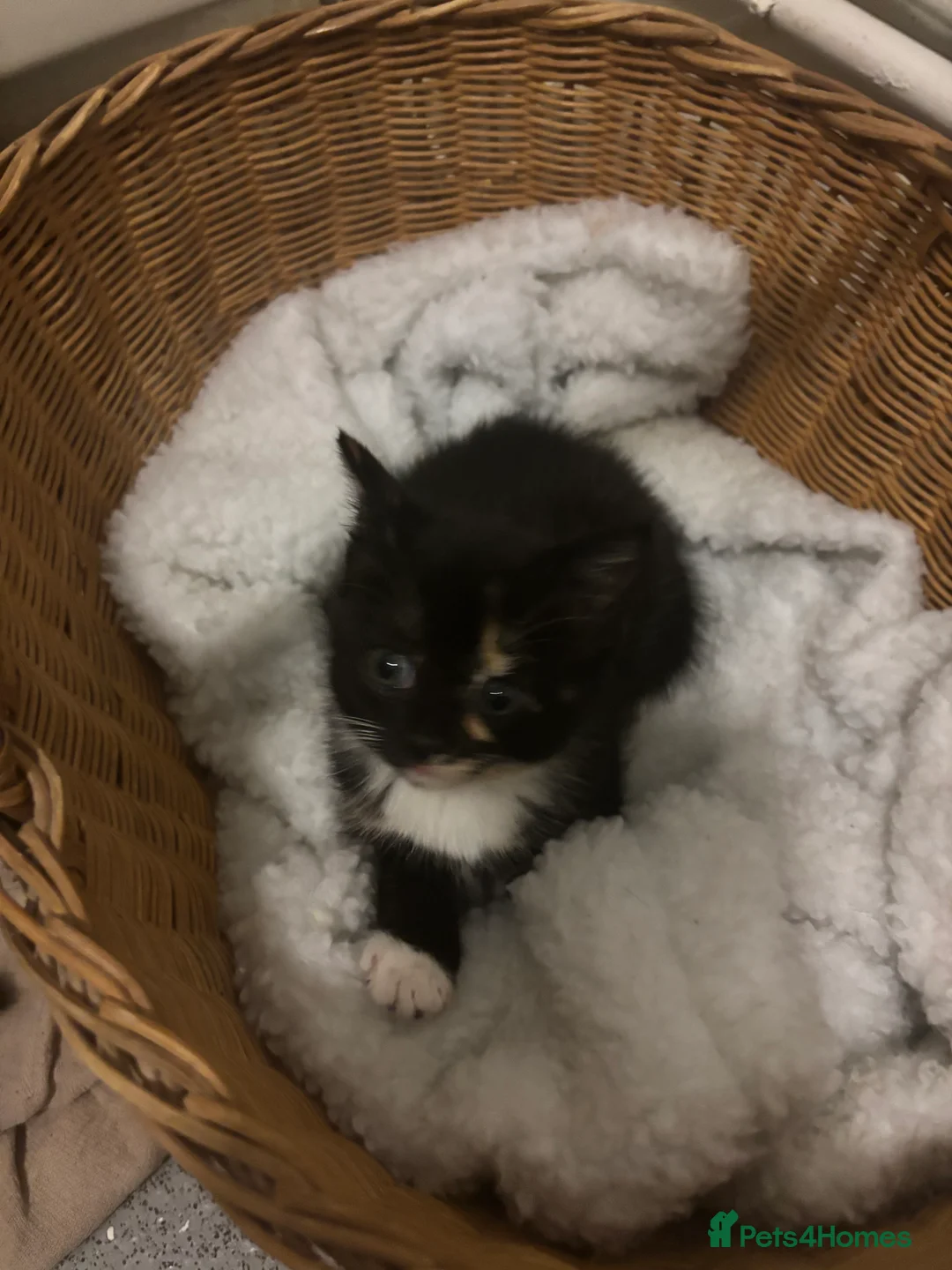 Mixed Breed cats for sale: Beautiful calico and tortoise shell kittens - Advert 8