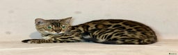 Bengal cats for sale: Bengal Queen  - Advert 9