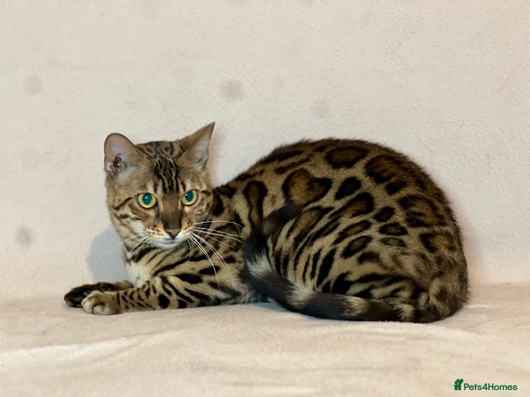 Bengal cats for sale: Bengal Queen  - Advert 9
