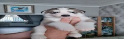 Siberian Husky dogs for sale: 🩵2 beautiful siberian husky boys left🩵 - Advert 6