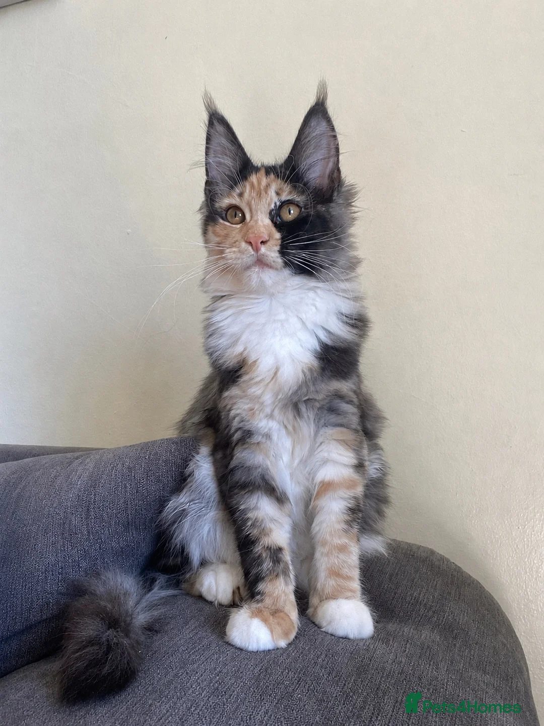 Maine Coon cats for sale: Maine Coon Kitten - Advert 1