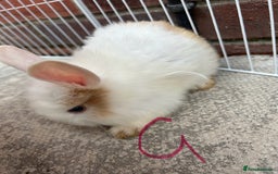 Lionhead rabbits for sale: lionhead baby - Image 3