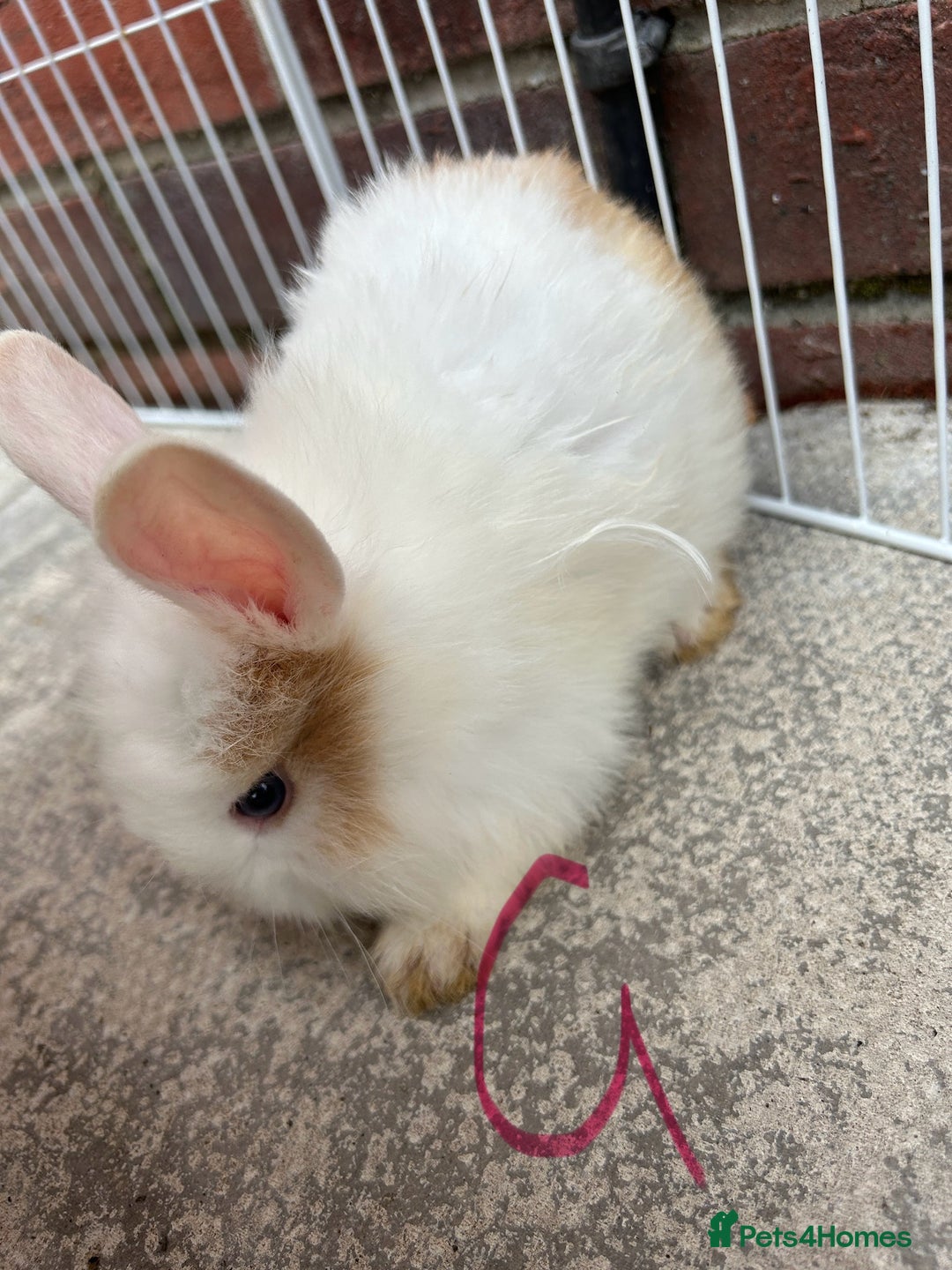 Lionhead rabbits for sale: lionhead baby - Image 3