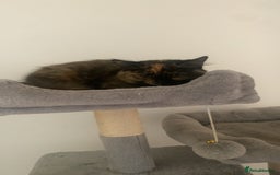 Persian cats for sale: Kitten tortoise shell  - Image 7