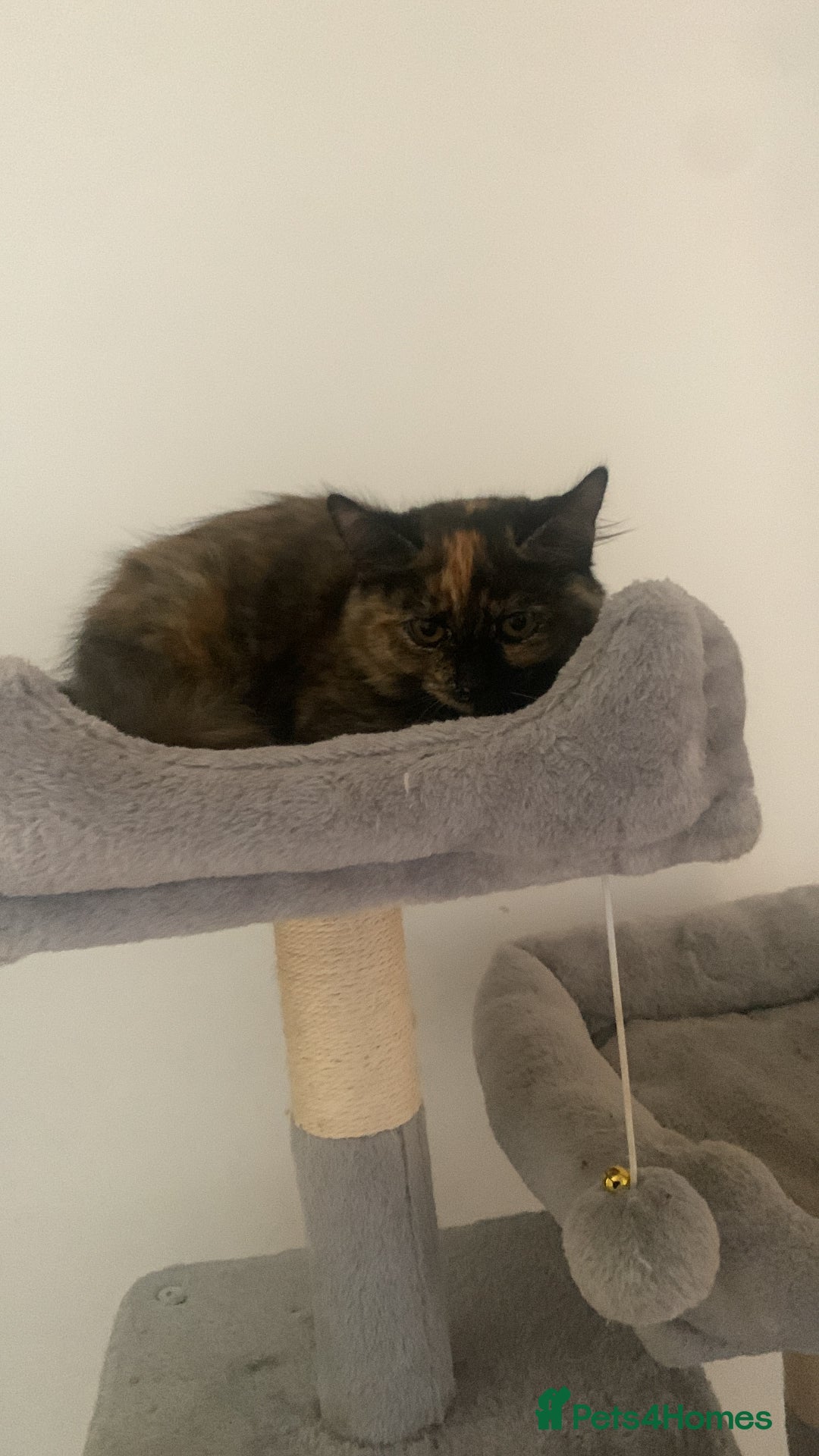 Persian cats for sale: Kitten tortoise shell  - Image 7
