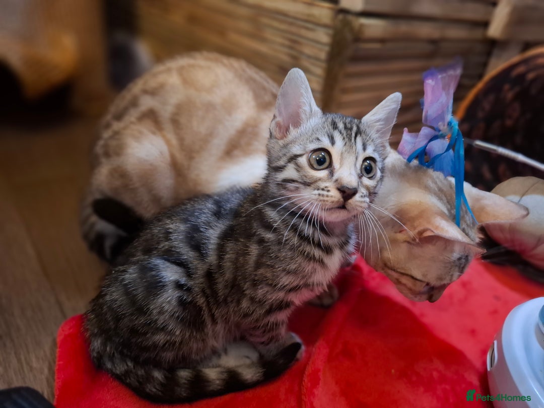 Bengal cats for sale: 🌟 Premium Bengal Tica Kittens – 5★Breeder 🌟 - Image 13