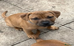 Staffordshire Bull Terrier dogs for sale: Staffordshire bull terrier (blu) - Image 1