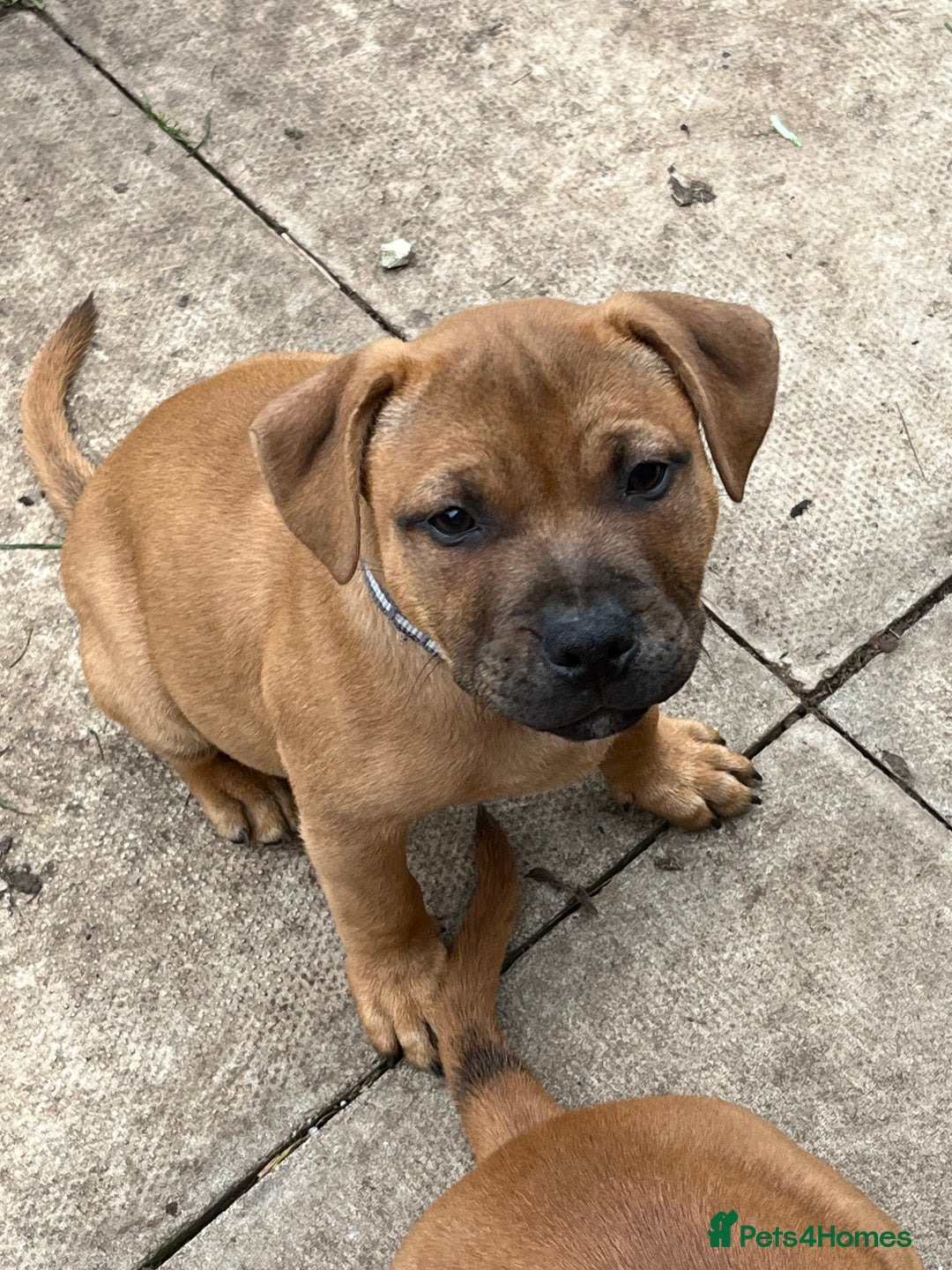 Staffordshire Bull Terrier dogs for sale: Staffordshire bull terrier (blu) - Image 1