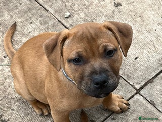 Staffordshire Bull Terrier dogs - Advert 24