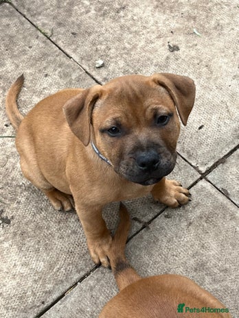 Staffordshire Bull Terrier dogs - Advert 1