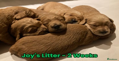 Goldendoodle dogs - Advert 4