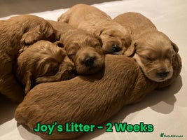 Goldendoodle dogs - Advert 4