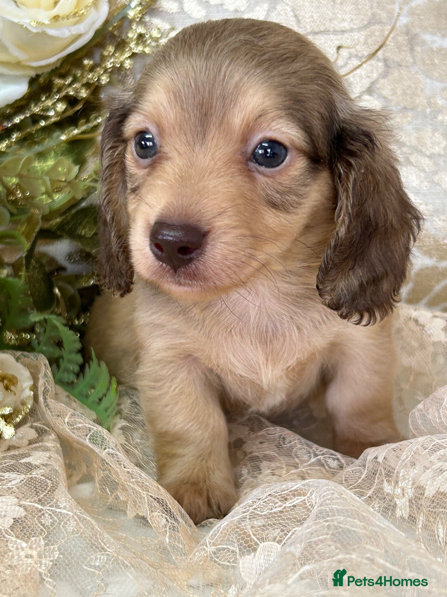Miniature Dachshund dogs KC Long Coat Miniature Dachshund Puppies - Advert 1