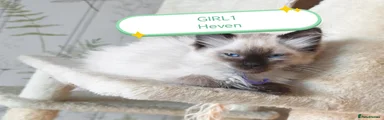 Heven