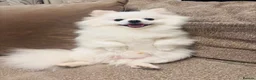 Pomeranian dogs for sale: Lovable Male Pomeranian  - Advert 6