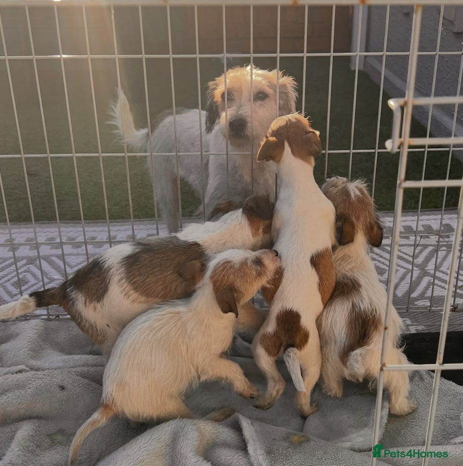 Mixed Breed dogs Jackrussel x Yorkie puppy’s for sale - Advert 1