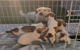 Mixed Breed dogs for sale: York’s x jackrussel puppy’s for sale - Advert 1