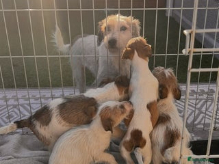 Mixed Breed dogs York’s x jackrussel puppy’s for sale - Advert 10