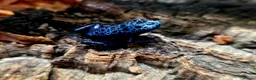 Frog reptiles for sale: Blue azureus dart frog in Bridgwater - Advert 6
