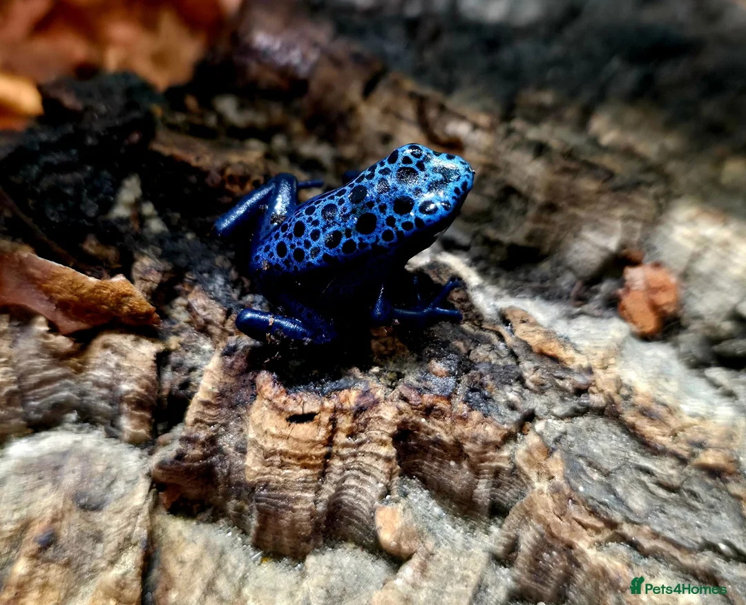 Frog reptiles for sale: Blue azureus dart frog in Bridgwater - Advert 6
