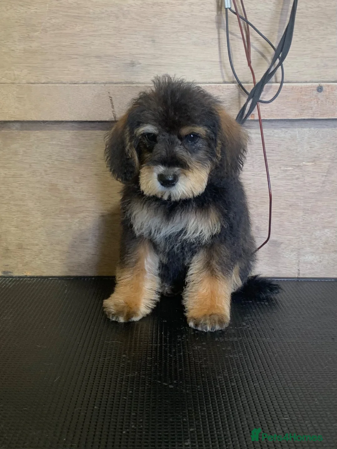 Schnoodle dogs for sale: All puppies have been reserved ❤️🐶 - Advert 2