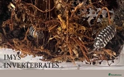 Isopods invertebrates for sale: MANY DIFFERENT ISOPOD SPECIES HAPPY TO SHIP - Image 3