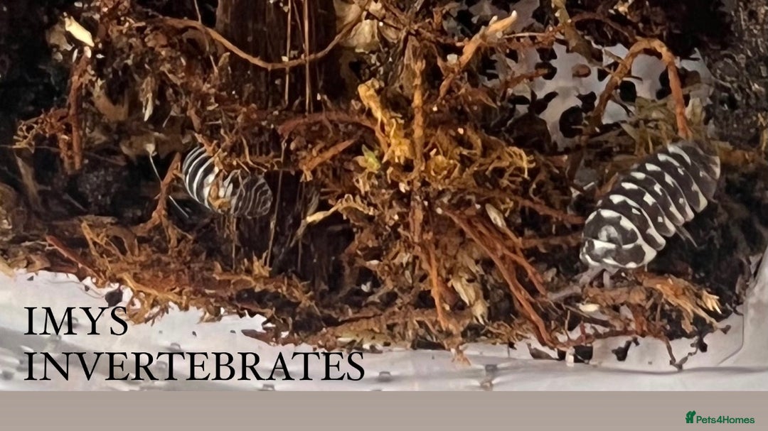 Isopods invertebrates for sale: MANY DIFFERENT ISOPOD SPECIES HAPPY TO SHIP - Image 3