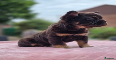 French Bulldog dogs - Advert 5