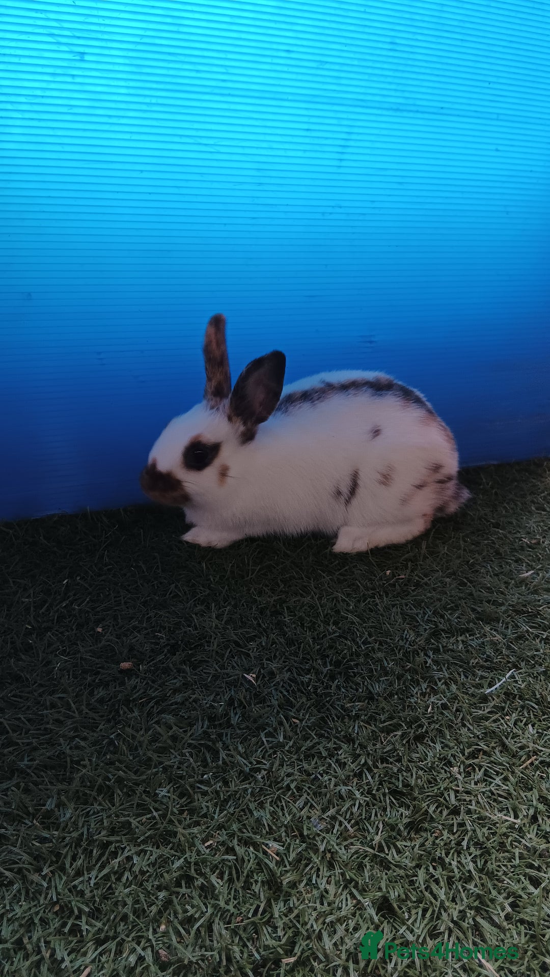 Mini Lop rabbits for sale: Pure mini papillon  - Image 4