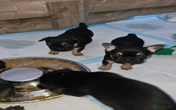 Mixed Breed dogs for sale: 3/4 French bulldog 1/4 Pomeranian Puppies - Image 3