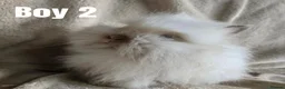 Lionhead rabbits for sale: 🐰💕 BEAUTIFUL PUREBRED LIONHEAD BABIES  in Glasgow - Advert 9