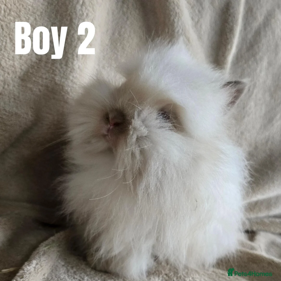 Lionhead rabbits for sale: 🐰💕 BEAUTIFUL PUREBRED LIONHEAD BABIES  in Glasgow - Advert 9