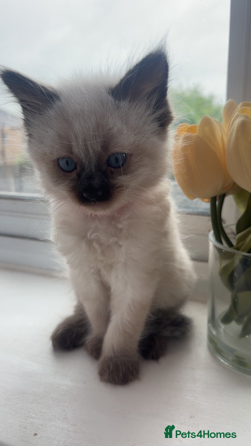 Ragdoll cats for sale: Beautiful pair of ragdoll boys - Advert 8