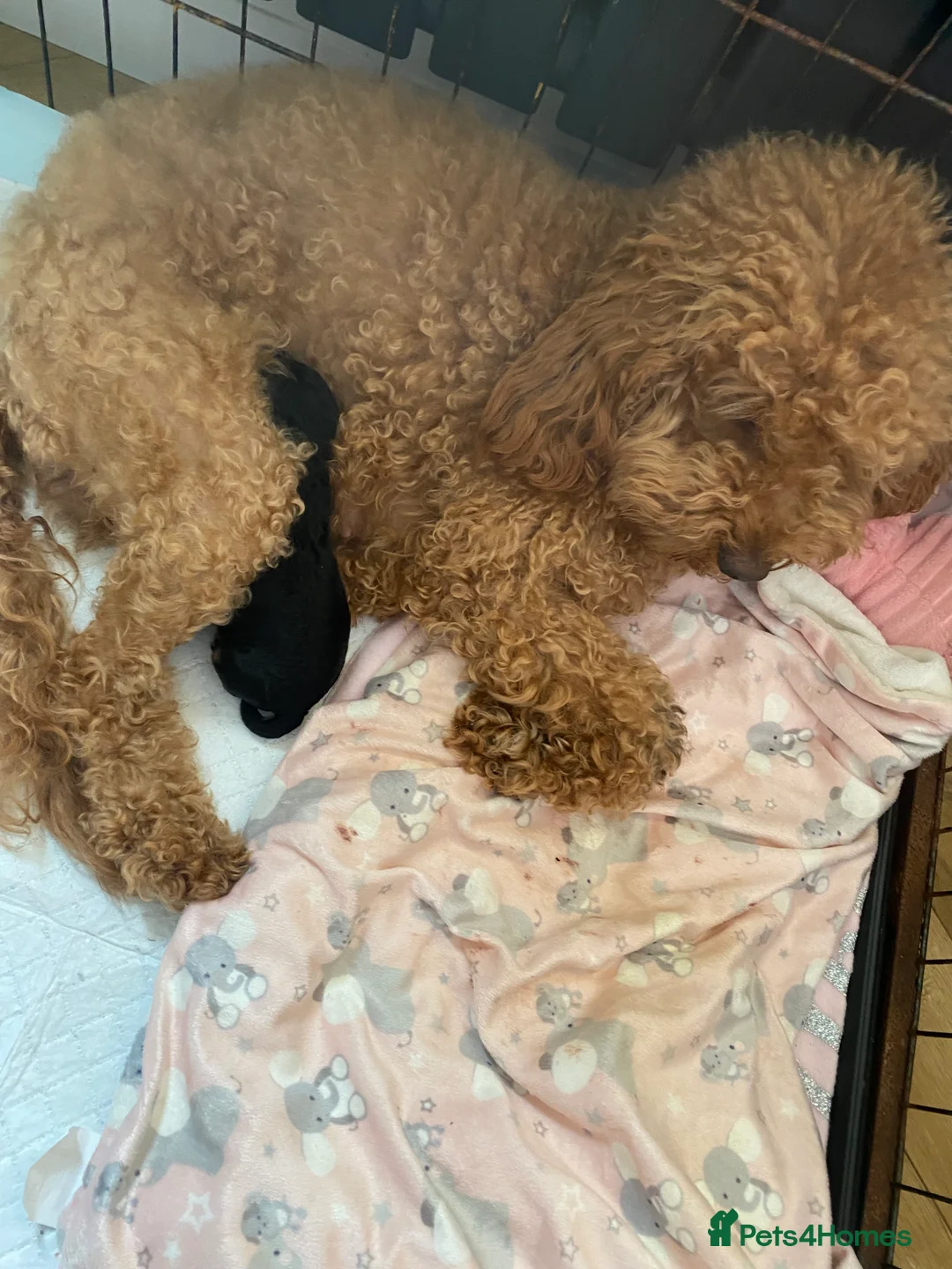 Cockapoo dogs for sale: Tri cockpoo in Birmingham - Advert 2
