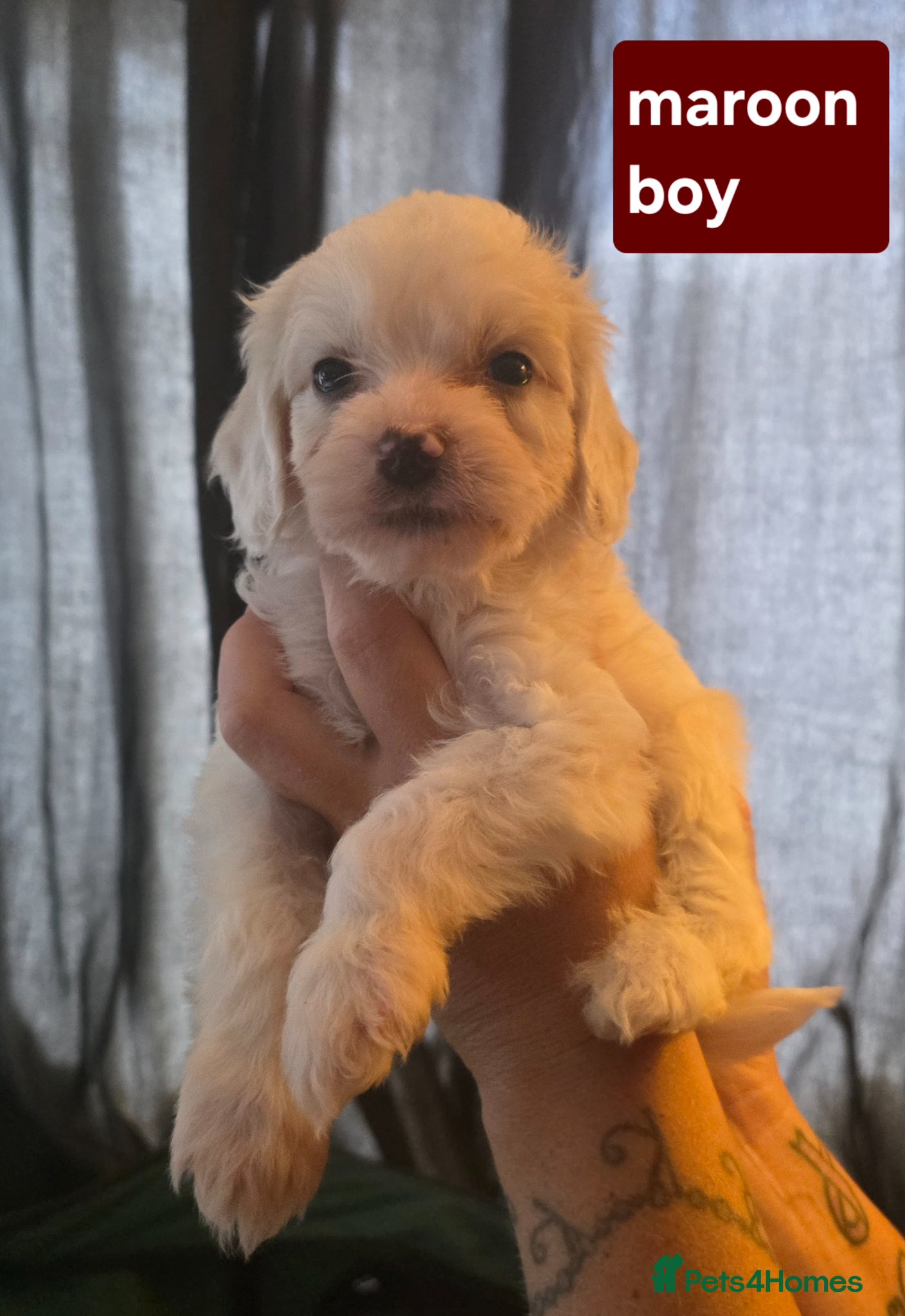 Mixed Breed dogs 9 Beautiful Cockerchon puppy's ready soon - Advert 6