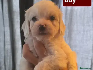 Mixed Breed dogs 9 Beautiful Cockerchon puppy's ready soon - Advert 6