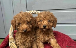 Toy Poodle dogs for sale: Toy poodle puppies looking for their forever home  - Image 2