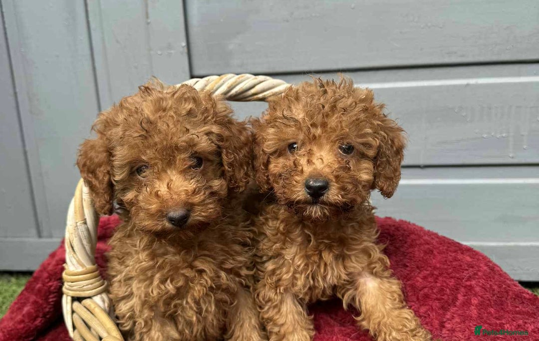 Toy Poodle dogs for sale: Toy poodle puppies looking for their forever home  - Image 2