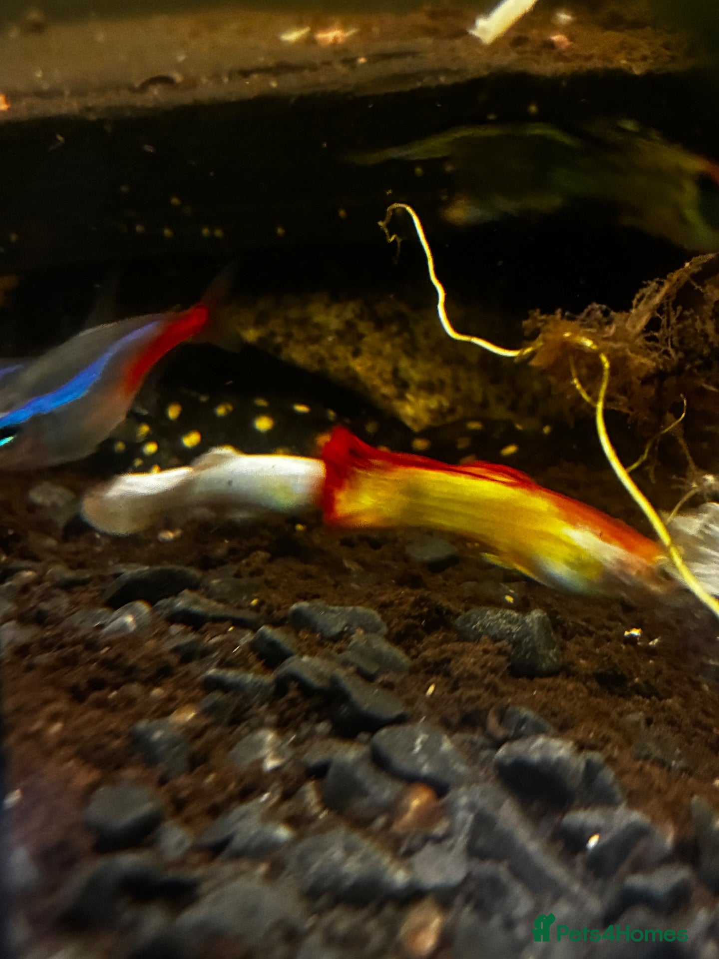 Rainbow Fish fish for sale: Rainbow guppys - Advert 1