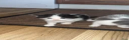 Mixed Breed cats for sale: Adorable kittens looking for their new home - Advert 9