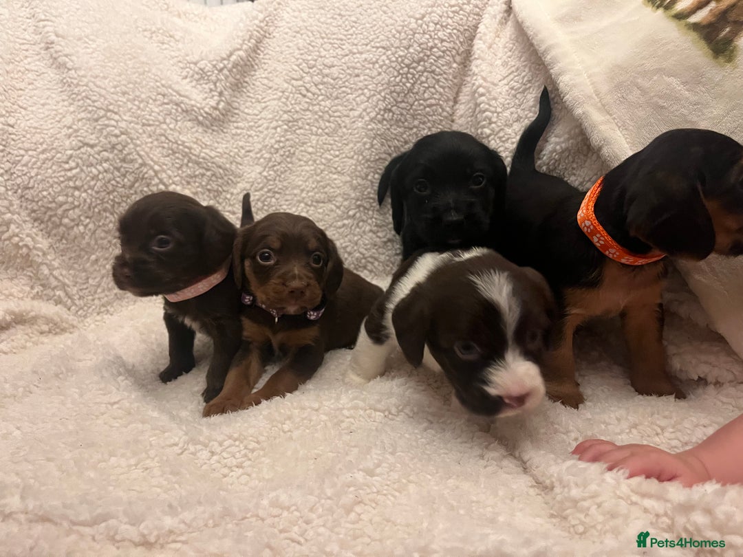 Cockapoo dogs for sale: Cockerpooos ready soon  - Image 3