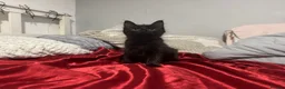 Mixed Breed cats for sale: Beautiful Male Kittens 🥰 in Dartford - Advert 3